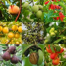 Maybe you would like to learn more about one of these? Buy Fruit Trees From Coolings Garden Centre