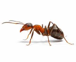 Serving westchester, rockland and orange counties in new york as well as northern new jersey, you can count on prompt and discreet service from knowledgeable technicians. Pest Control Termite Bed Bug Treatment Greenville Columbia Charleston Sc Rock Hill Fort Mill Spartanburg Anderson