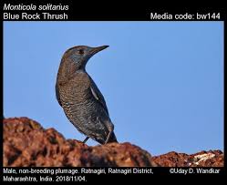 Image result for Searsia monticola