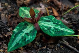 Image result for Rastrophyllum pinnatipartitum