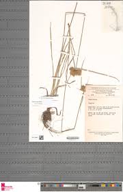 Image result for Hypolytrum heteromorphum