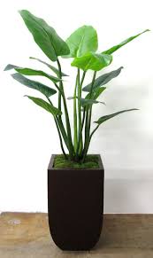 Bird Of Paradise In Large Pot 