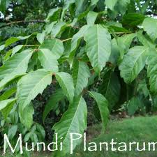 Image result for Vincetoxicum stenolobum