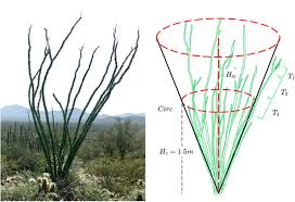 The ocotillo cactus grows in groups of straight branches reaching for the sky. Examining Fouquieria Splendens In An Environmental And Ecological Context Effect Of Topography And Interspecific Neighbors On Ocotillo Morphology And Distribution Biorxiv