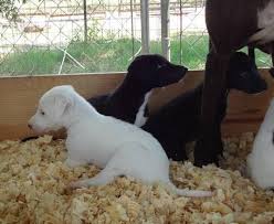 Legends is a hobby greyhound breeder and exhibitor of akc registered greyhounds located near austin, texas, usa. Greyhound Puppies For Sale For Sale In San Antonio Texas Classified Americanlisted Com