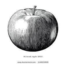mcintosh apple hand draw vintage clip art isolated on white background ซ อเว กเตอร น ใน shutterstock แล วค นหาภาพอ น ๆ ภาพประกอบ