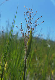 Image result for Panicum infestum