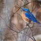 Guided Bird Hike at Short Hills - December Edition event in Thorold, ON