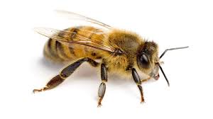 Check spelling or type a new query. Bee Definition Types Facts Britannica