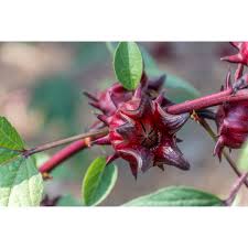 Image result for Hibiscus reekmansii