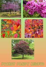 The forest pansy redbud has a rapid growth rate. Forest Pansy Redbud All Season Poster Redbud Tree Pansies Ornamental Trees