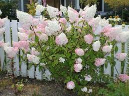 I received 2 trees as a gift and was very skeptical when they arrived of their leaf color, size, etc. Hydrangea Vanilla Strawberry Best Home Design Ideas Dr4wrw91g9 Vanilla Strawberry Hydrangea Hydrangea Garden Planting Hydrangeas