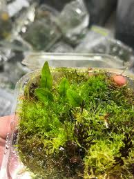 Image result for Crepidomanes frappieri