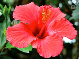 The bloom opens in early morning and wilts. Hibiscus Exported To Over 20 Countries Powdered Dry Flower Fetches Upto Rs 350 Hibiscus Show Flower Hibiscus Powder Hibiscus Flower Powder