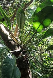 Philodendron Auriculatum Philodendron Philodendron Plant Green Nature