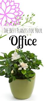 Rodale Wellness Latest Health And Wellness Tips Product Reviews Office Plants Healthy Office Cool Plants