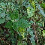 Image result for Impatiens burtonii