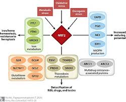 Nfe2l2 Wikipedia