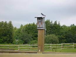 It is possible to eat the bounty from your fruit trees before the birds do. How To Keep Birds Off Fruit Trees Netting Noises And Scarecrows