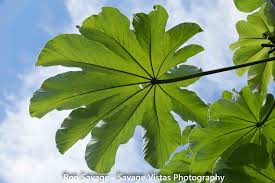 Image result for Cecropia