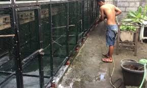 Perusahaan yang bergerak dalam bidang pembuatan sangkar burung dari jepara jawa tengah jln nakula2 kecamatan batealit kabupaten jepara, batealit,. Rahasia Sukses Ternak Murai Batu Dengan Mudah