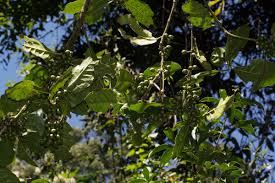 Image result for Xymalos monospora