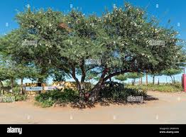 Image result for Acacia erioloba