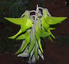 Image result for Crotalaria comosa