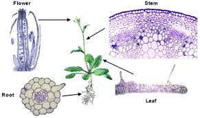 We did not find results for: Walls And Plant Development