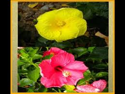 Teknik tanam bunga raya the secret garden of life. Koleksi Pelbagai Jenis Bunga Raya Plants Youtube