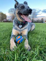 Just a pup and her ball : raww