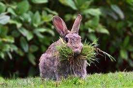 Bunny Eating Grass Wild Rabbit Rabbit Hay Rabbit Litter