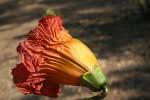 Image result for Fernandoa abbreviata