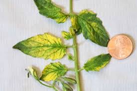 Image result for Alfalfa mosaic virus