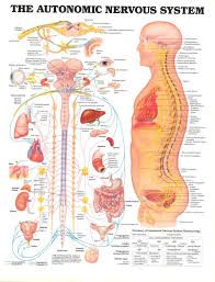 1991 Anatomical Chart Co Skokie Il Art Direction By