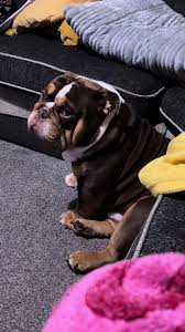 Gary the Bulldog's Epic Side Eye Moments