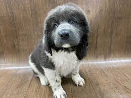 See more of newf friends newfoundland dog rescue on facebook. Newfoundland Puppies Petland Lancaster Ohio