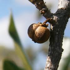 Image result for Erythrococca polyandra