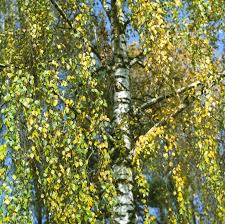 Plants for home garden landscaping and reforestation. Weeping Silver Birch Trees Learn About Weeping Silver Birch Growing Conditions
