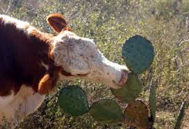 All have flat, fleshy pads that look like large leaves. Got Cactus Cut Your Winter Feed Bill In Half On Pasture