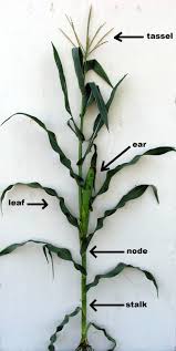 Maize popcorn diagram sweet corn plant, root system, leaf, branch png. Anatomy And Reproduction Of Corn Corn Breeding Lessons From The Past Passel