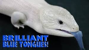 Check out the northern breeder album on this page for full lineage on the parents. Brilliant Blue Tongues Herperstv S3 Ep 33 Youtube