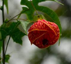 Image result for Abutilon rehmannii