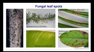 Bacterial plant pathogens often live on plant surfaces in low numbers without causing immediate symptoms. Webinar Comparing Fungal And Bacterial Leaf Spots Youtube