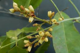 Image result for Connaraceae