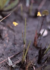 Image result for Utricularia subulata