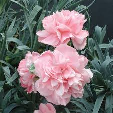 Dianthus Duchess Of Westminster Dianthus Hybrid Large Pink Blooms Are A Fully Ruffled Double Blooming Into The Sum Dianthus Flowers Flowers Fragrant Plant