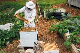 It's all bout the plants that you grow that attract bees. The Backyard Bee Keeper Edible Cape Cod