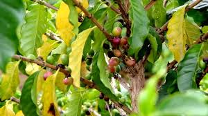 Image result for Coffea racemosa