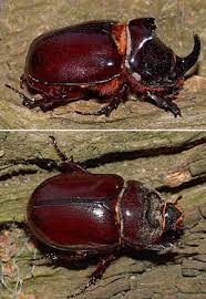 Die ernährung der adulten tiere ist bisher nicht ganz geklärt. Nashornkafer Oryctes Nasicornis Www Natur In Nrw De